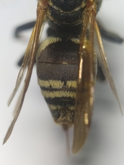 Triepeolus mexicanus