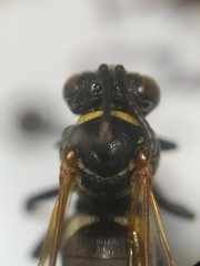 Triepeolus mexicanus