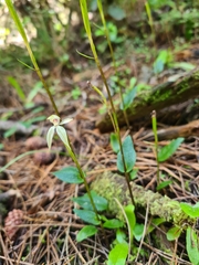 Adenochilus gracilis