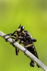 Blepharotes splendidissimus