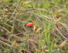Stenanthera conostephioides