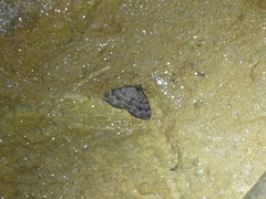 Triphosa dubitata