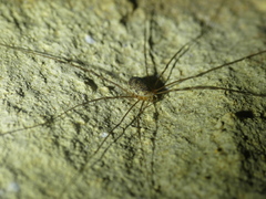 Amilenus aurantiacus