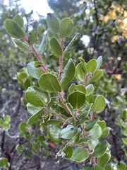 Arctostaphylos sensitiva