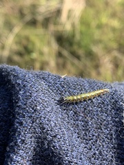 Uresiphita ornithopteralis