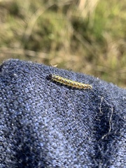 Uresiphita ornithopteralis