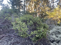 Arctostaphylos sensitiva