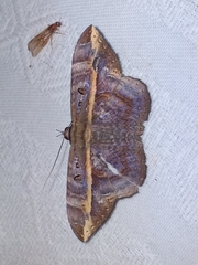 Hemeroblemma ochrolinea