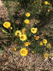 Xerochrysum