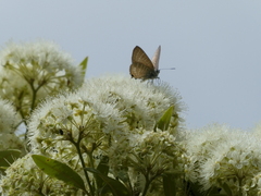 Theclinesthes onycha