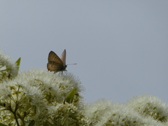 Theclinesthes onycha