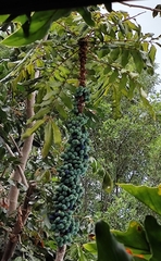 Davidsonia jerseyana