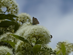 Theclinesthes onycha