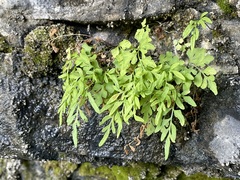 Cryptogramma stelleri