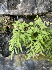 Cryptogramma stelleri