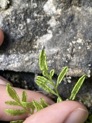 Cryptogramma stelleri