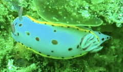 Hypselodoris bennetti