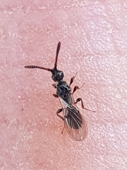 Spilomicrini