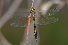 Hemicordulia continentalis