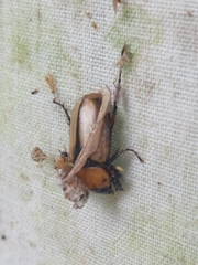 Cyclocephala melanocephala