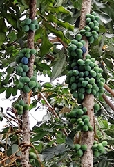 Davidsonia jerseyana