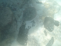 Urobatis jamaicensis