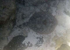 Urobatis jamaicensis