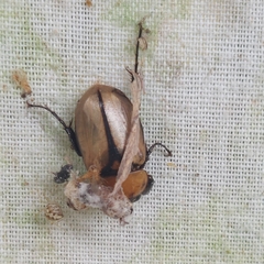 Cyclocephala melanocephala