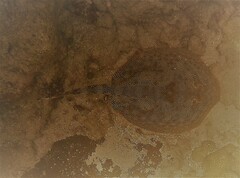 Urobatis jamaicensis