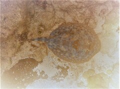 Urobatis jamaicensis