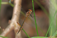 Hemicordulia continentalis