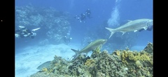 Megalops atlanticus