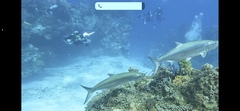 Megalops atlanticus