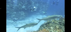 Megalops atlanticus