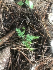 Asparagus scandens