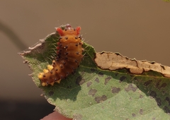 Trypanophora semihyalina