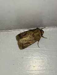 Proteuxoa tetronycha