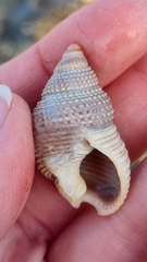 Nassarius fossatus