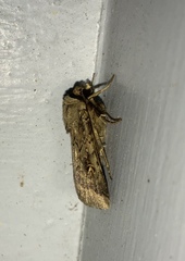 Proteuxoa tetronycha