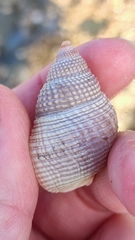 Nassarius fossatus