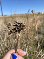 Schoenoplectus acutus