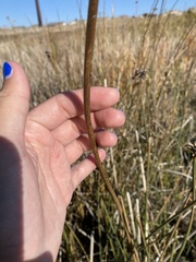 Schoenoplectus acutus