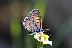 Azanus jesous jesous