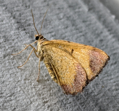 Chrysolarentia mecynata