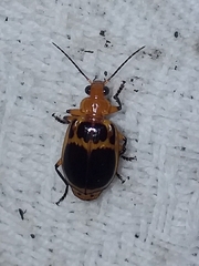 Lebia