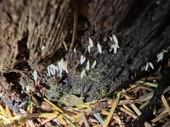 Mucronella fusiformis