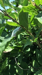 Hyla versicolor