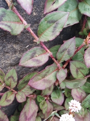 Persicaria capitata