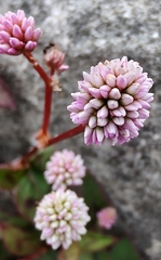 Persicaria capitata