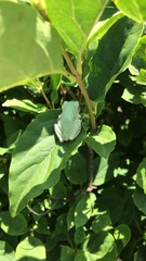Hyla versicolor
